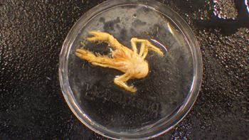 Media type: image;   Invertebrate Zoology 153106 Description: live specimen;